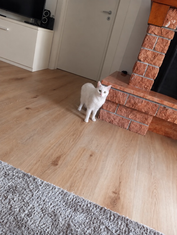 Foto reale di pavimento SPC colore beige Leroy Merlin SPC — casa reale della community Casa Match
